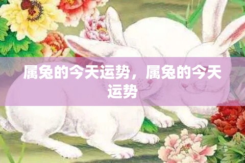 属兔人今日运势运势播报