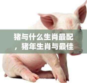 猪年生肖与最佳配对生肖,探寻和谐共生的奥秘之旅