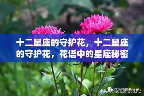 十二星座守护花,花语中的星座奥秘揭秘