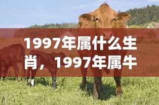 1997年属牛人的运势与生肖运势分析，厚积薄发，稳健前行之路