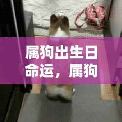 狗年出生者的命运起伏探究,属狗出生日的命运解析