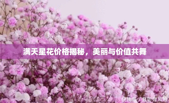 满天星花价格揭秘,美丽与价值共舞