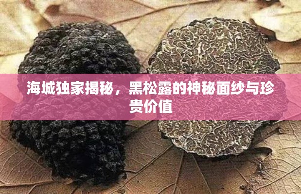 海城独家揭秘,黑松露的神秘面纱与珍贵价值