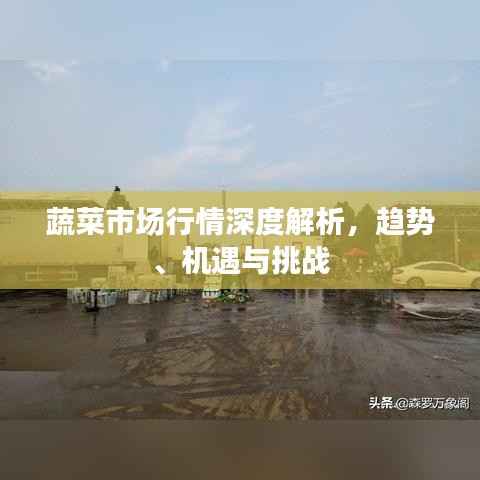 蔬菜市场行情深度解析，趋势、机遇与挑战